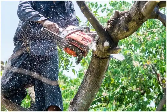 tree services Wharton